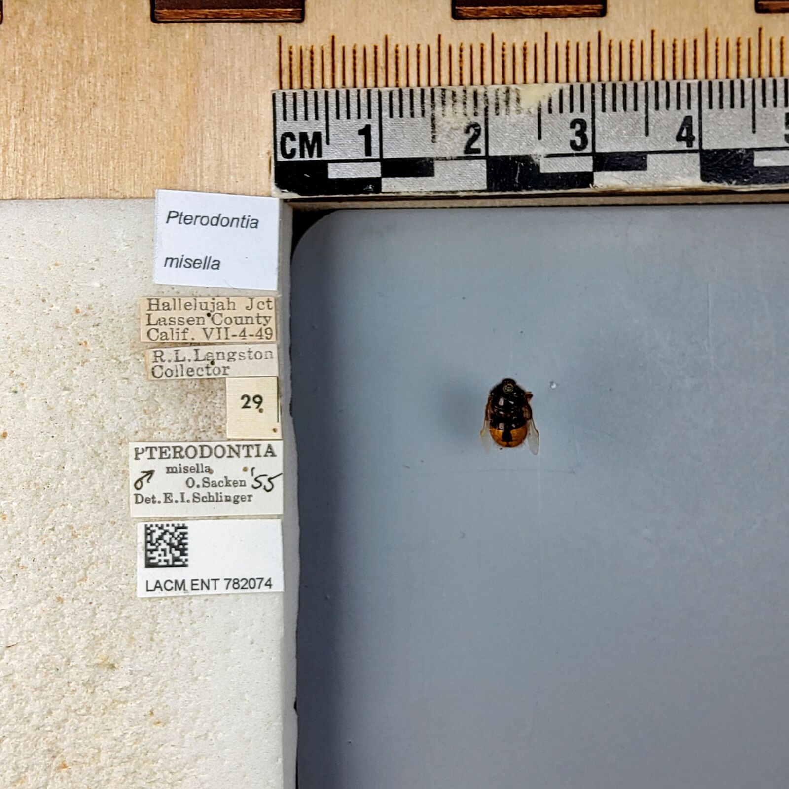 Pterodontia misella