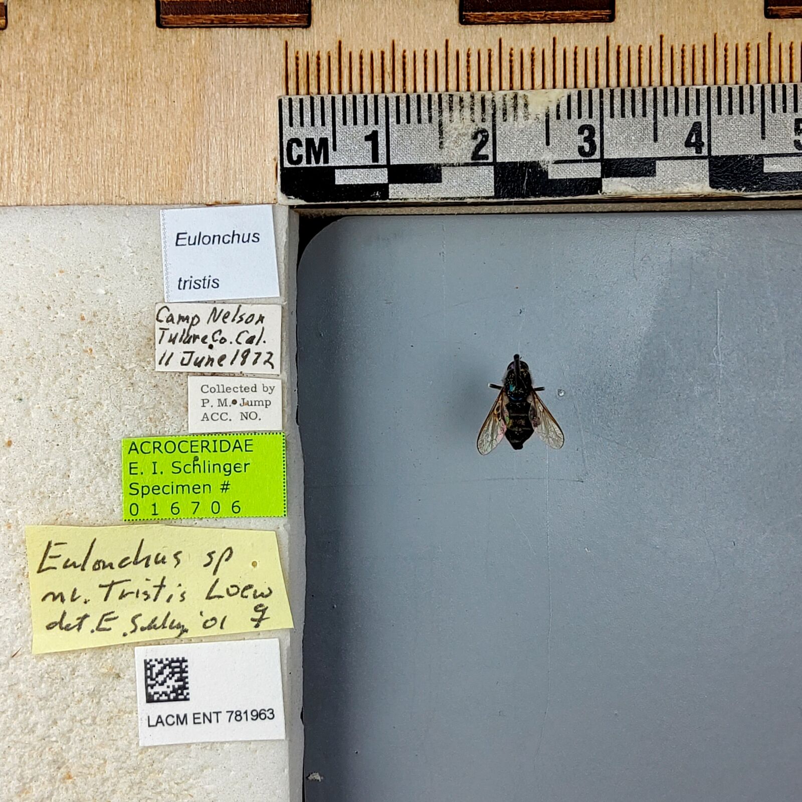 Eulonchus tristis thumbnail