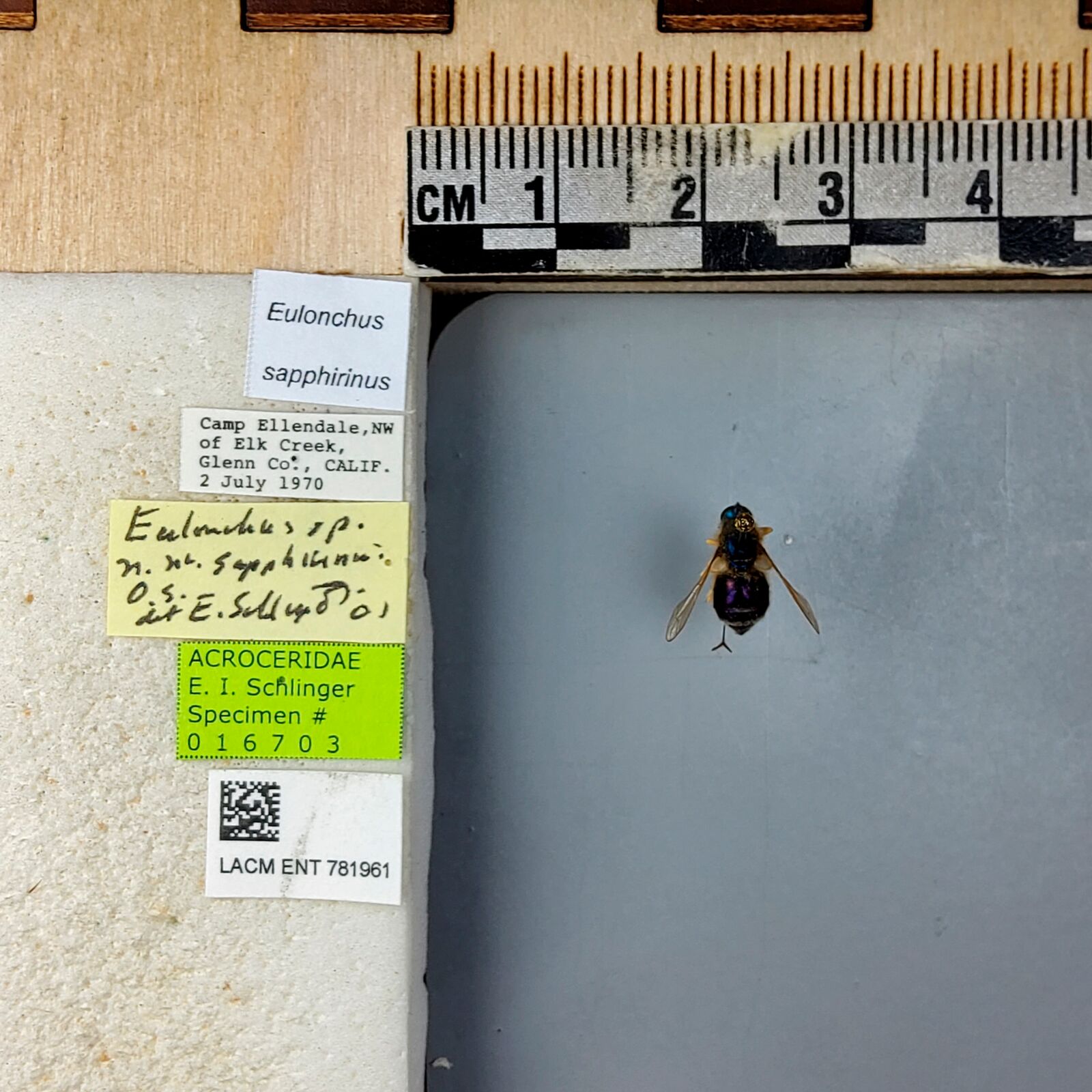 Eulonchus sapphirinus thumbnail