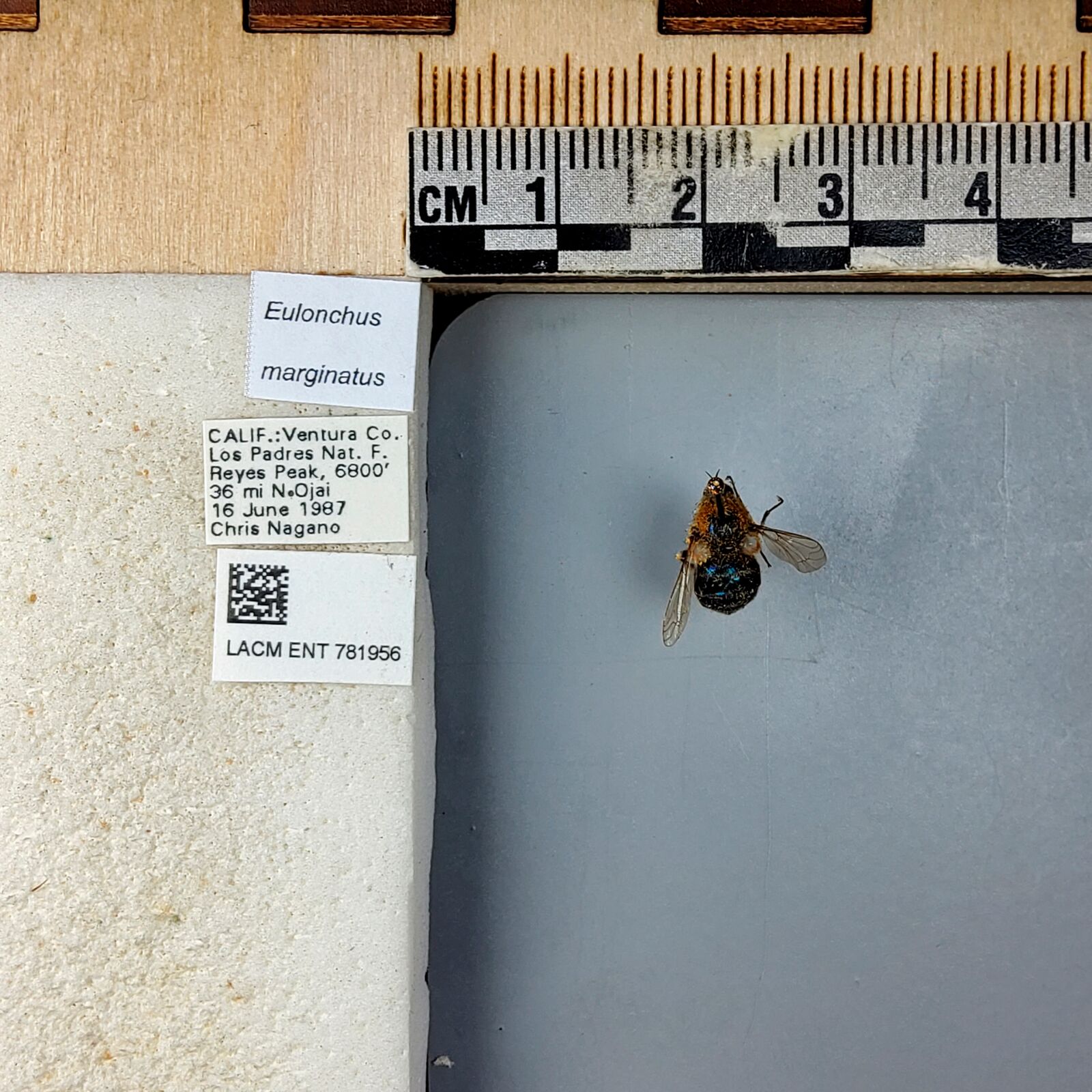 Eulonchus marginatus