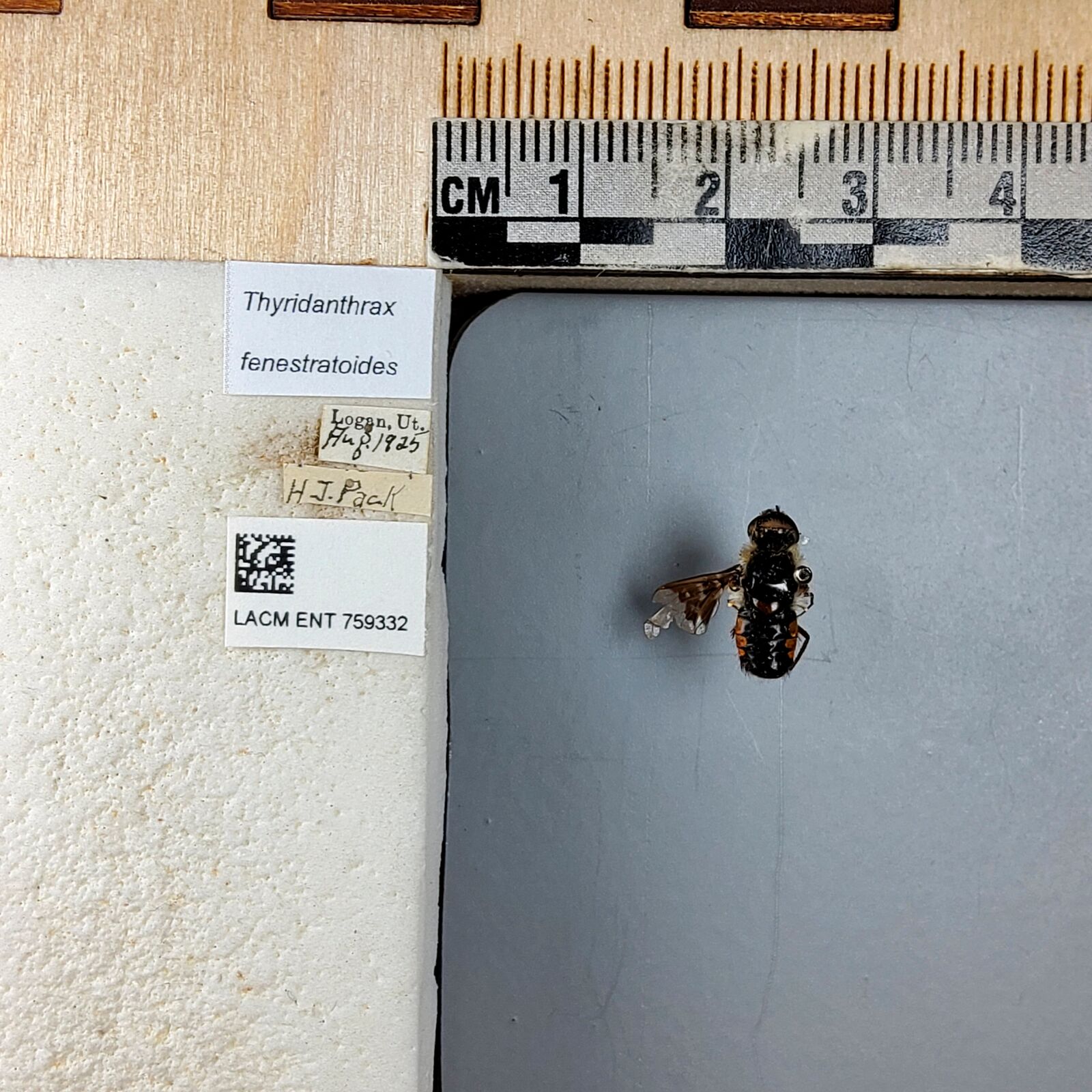 Thyridanthrax fenestratoides thumbnail