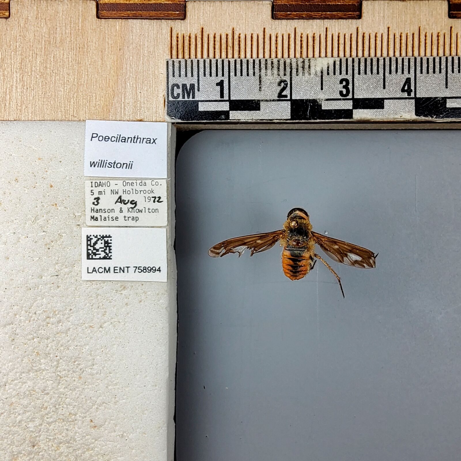 Poecilanthrax willistonii thumbnail