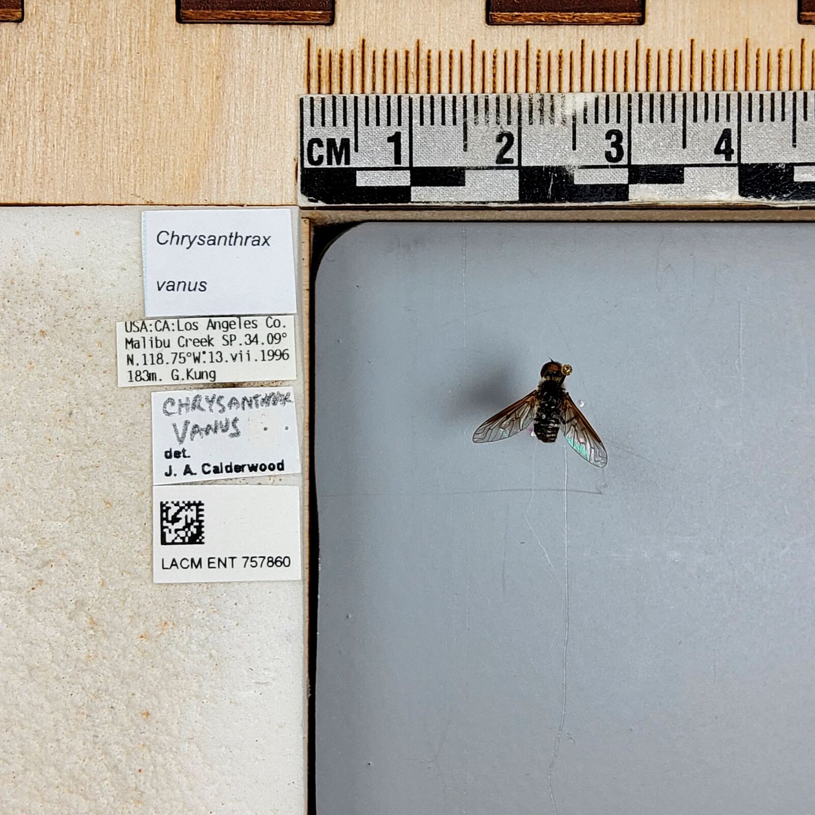 Chrysanthrax vanus