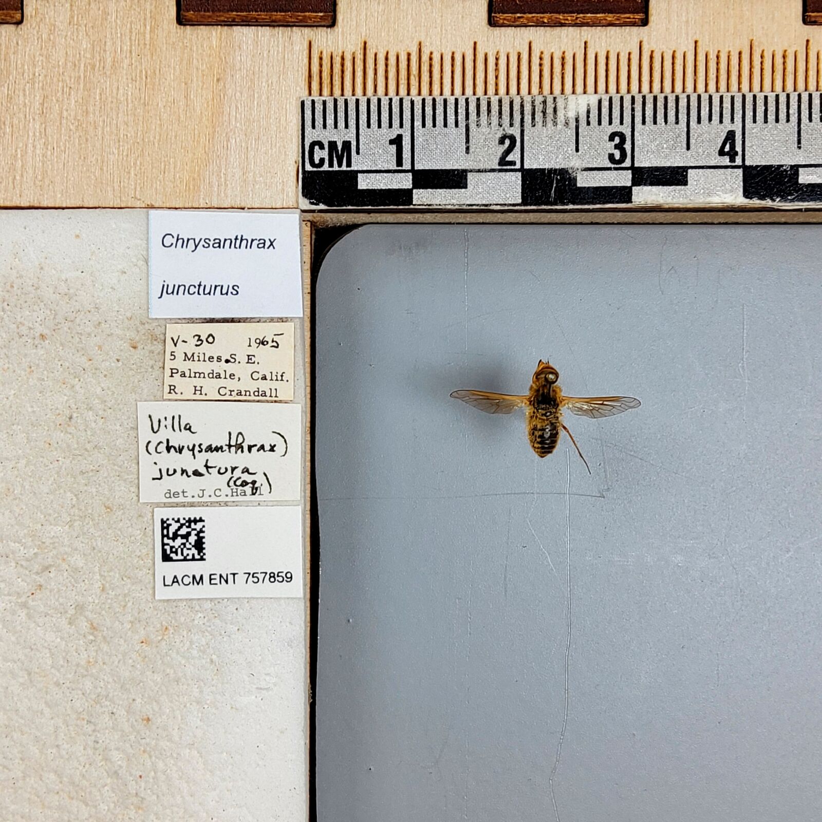 Chrysanthrax juncturus