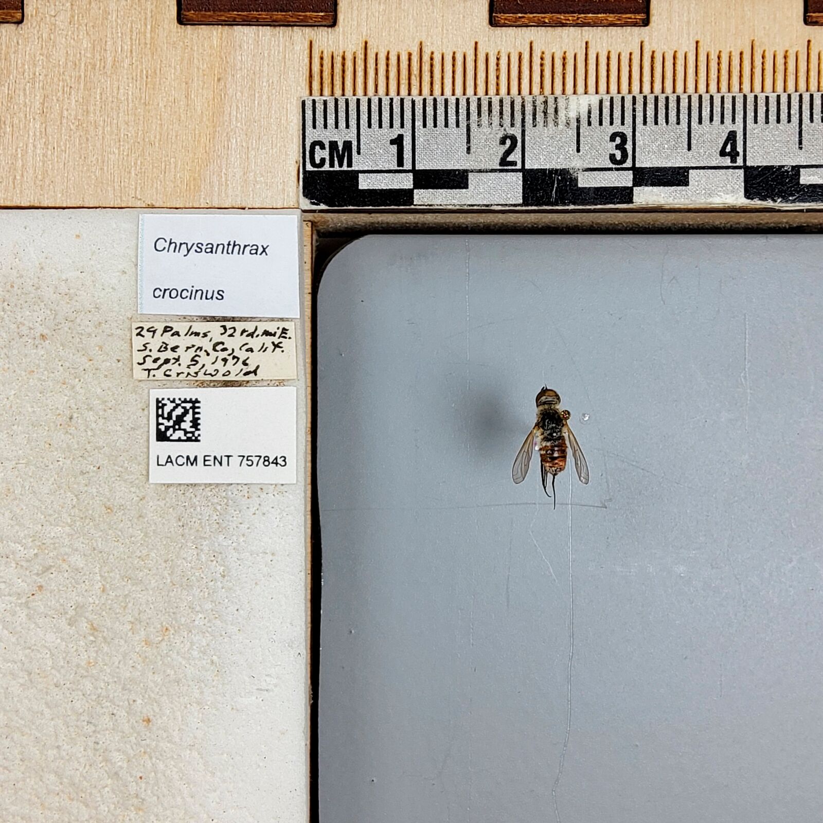 Chrysanthrax crocinus thumbnail