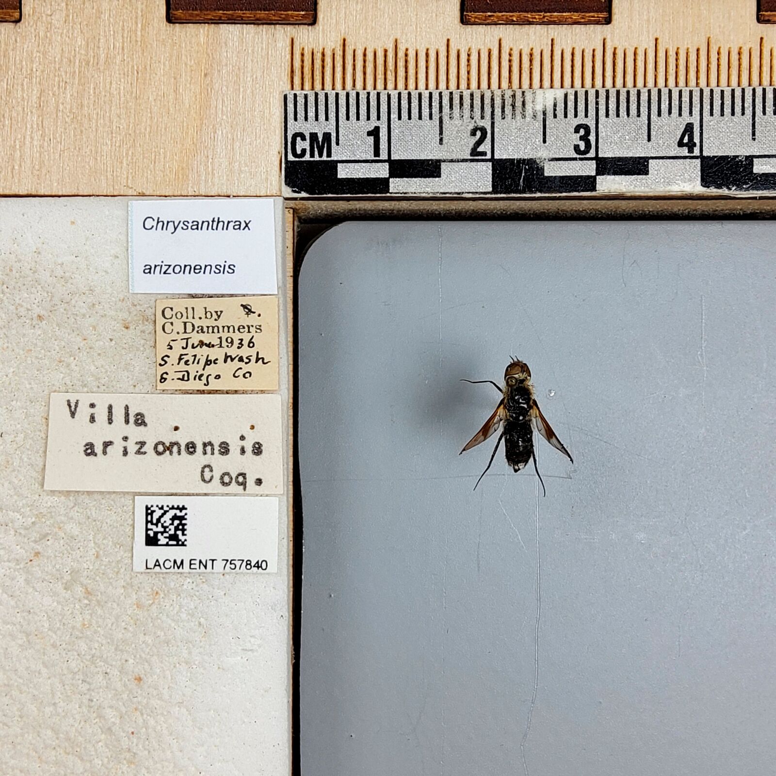 Chrysanthrax arizonensis thumbnail