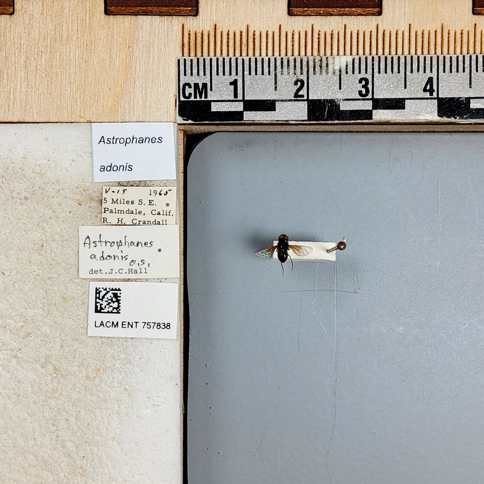 Astrophanes adonis thumbnail