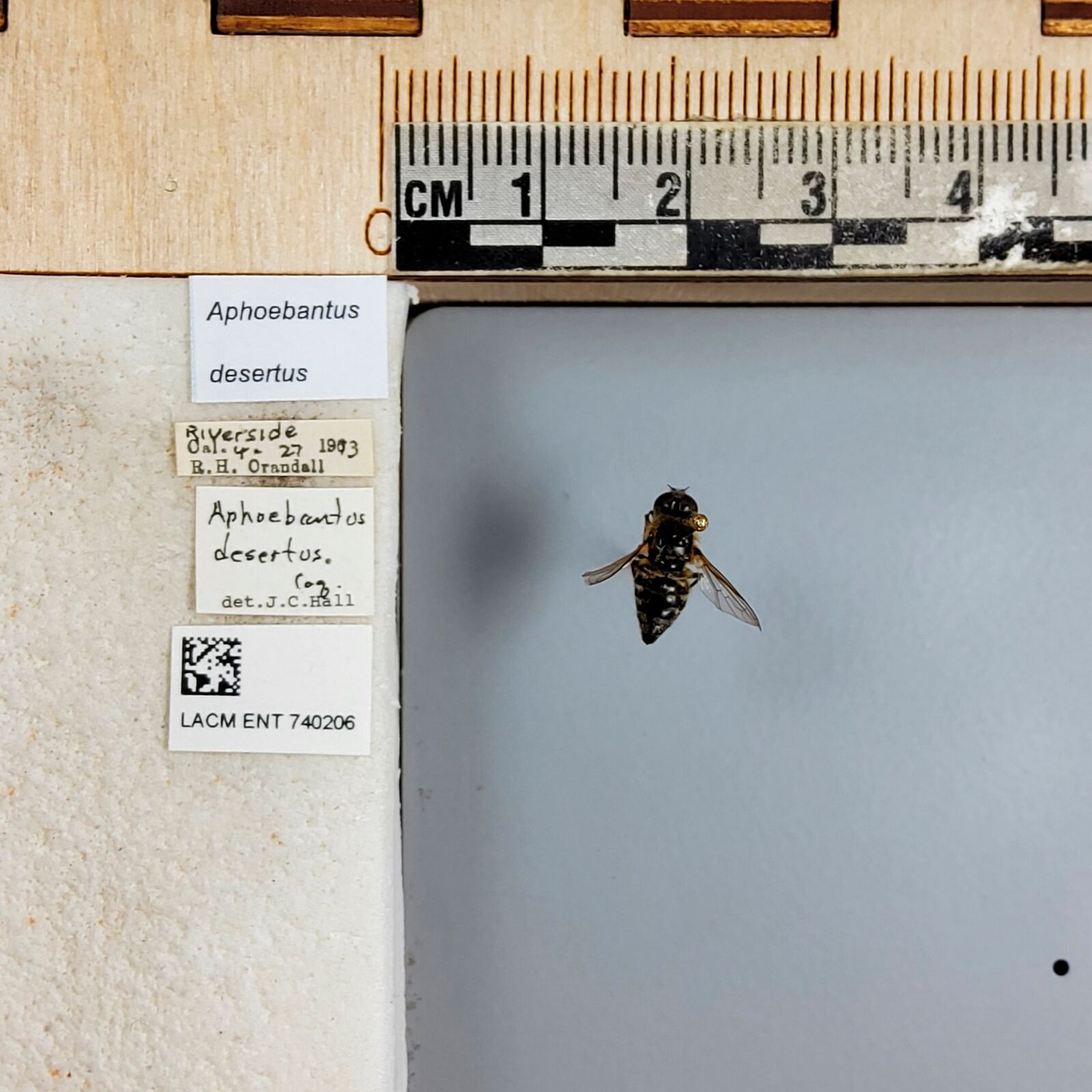 Aphoebantus desertus thumbnail