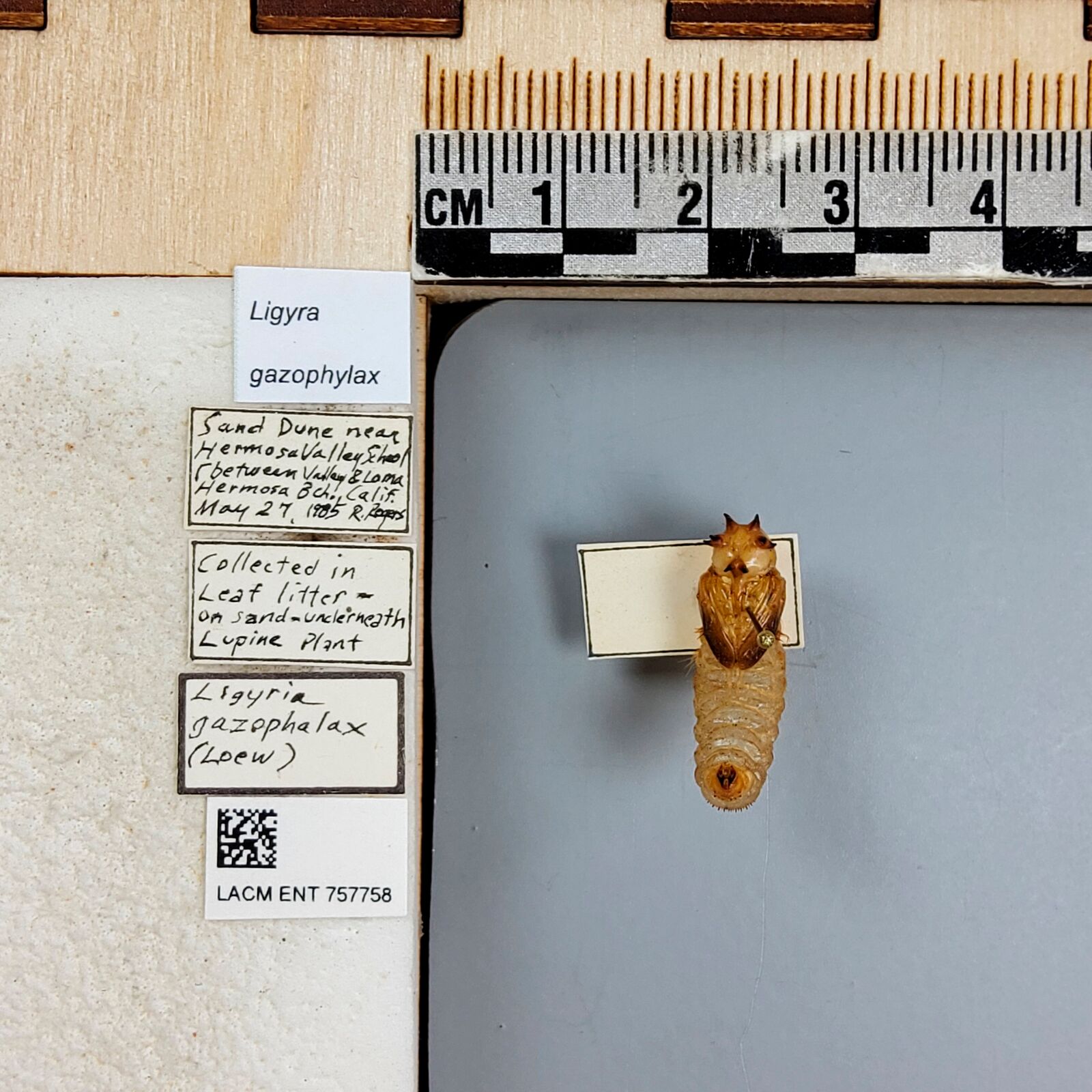 Ligyra gazophylax thumbnail