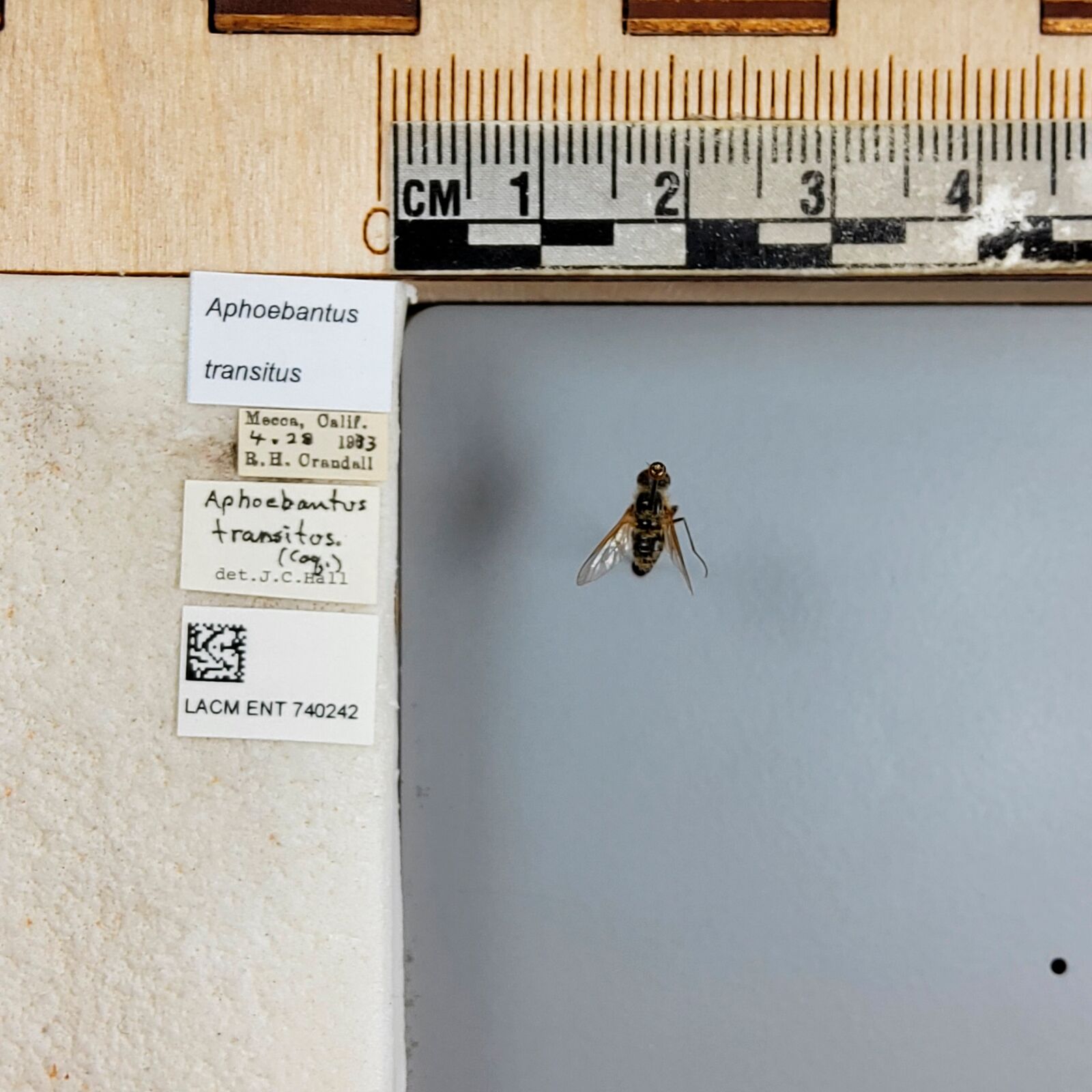 Aphoebantus transitus thumbnail