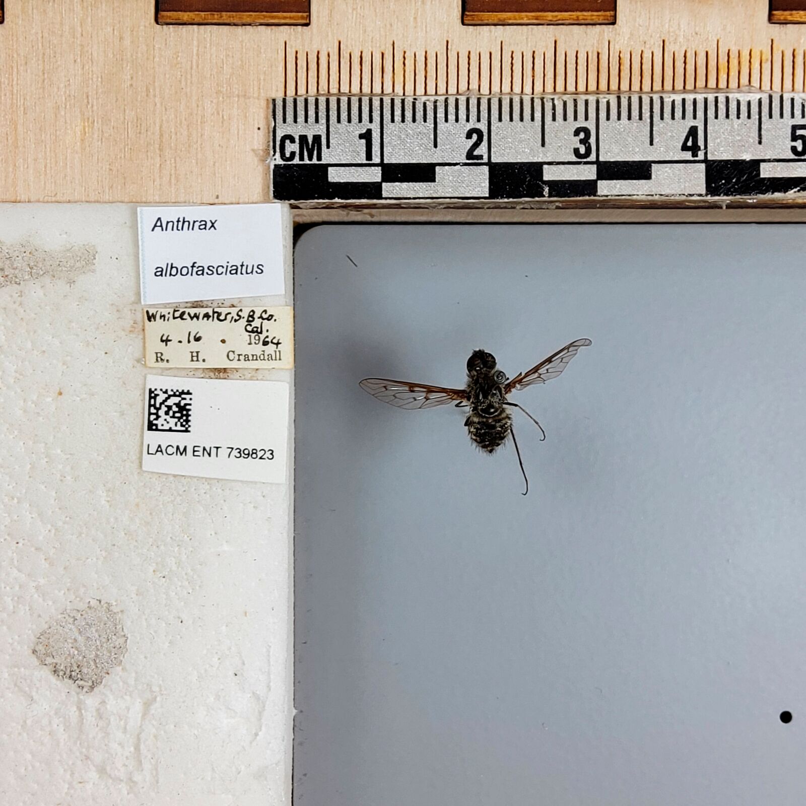 Anthrax albofasciatus thumbnail