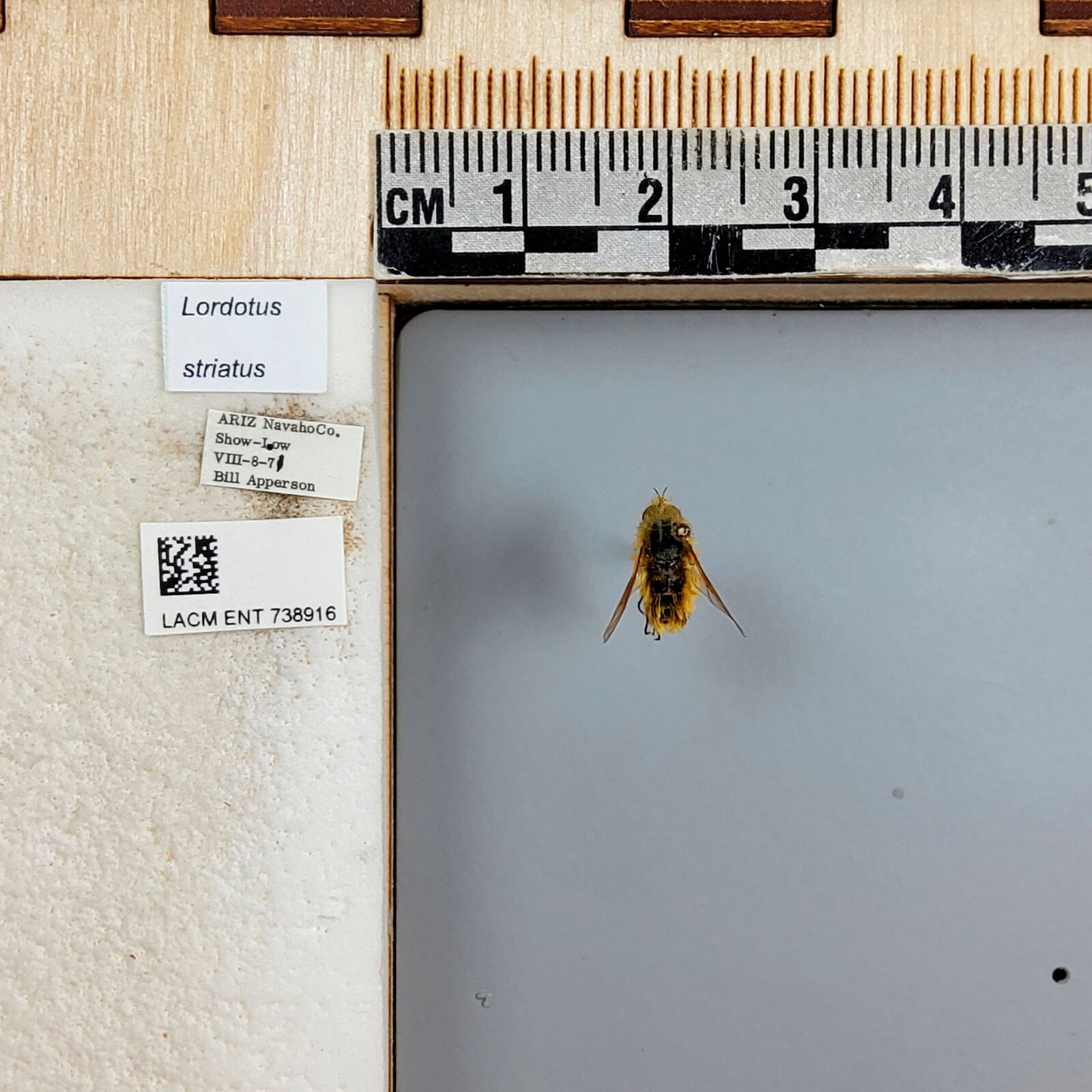 Lordotus striatus thumbnail