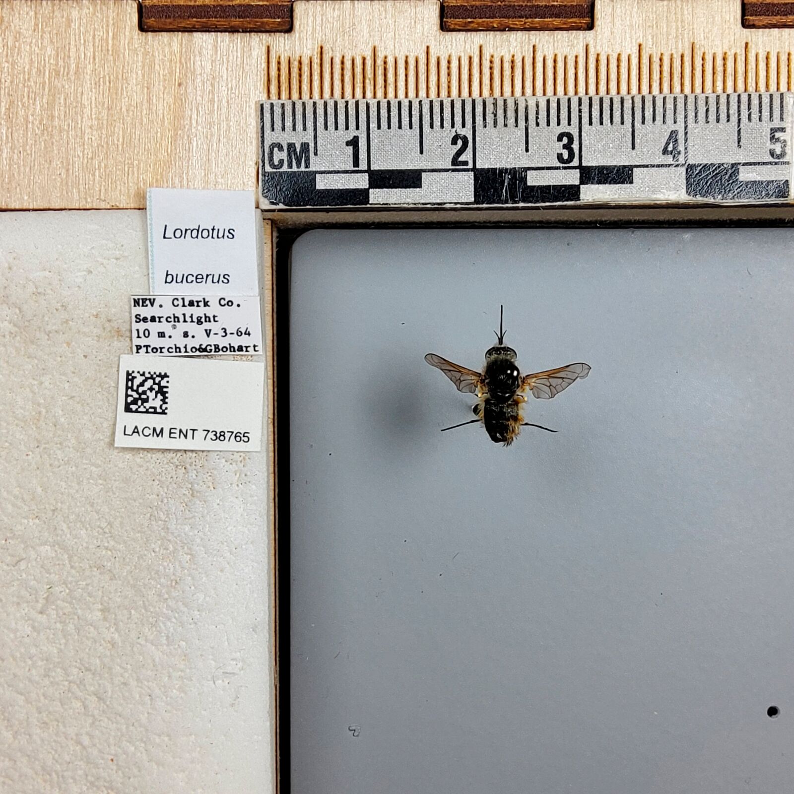 Lordotus bucerus
