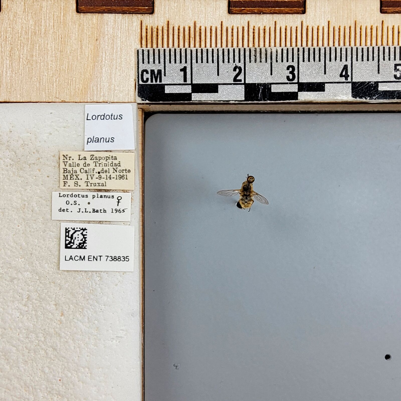Lordotus planus thumbnail