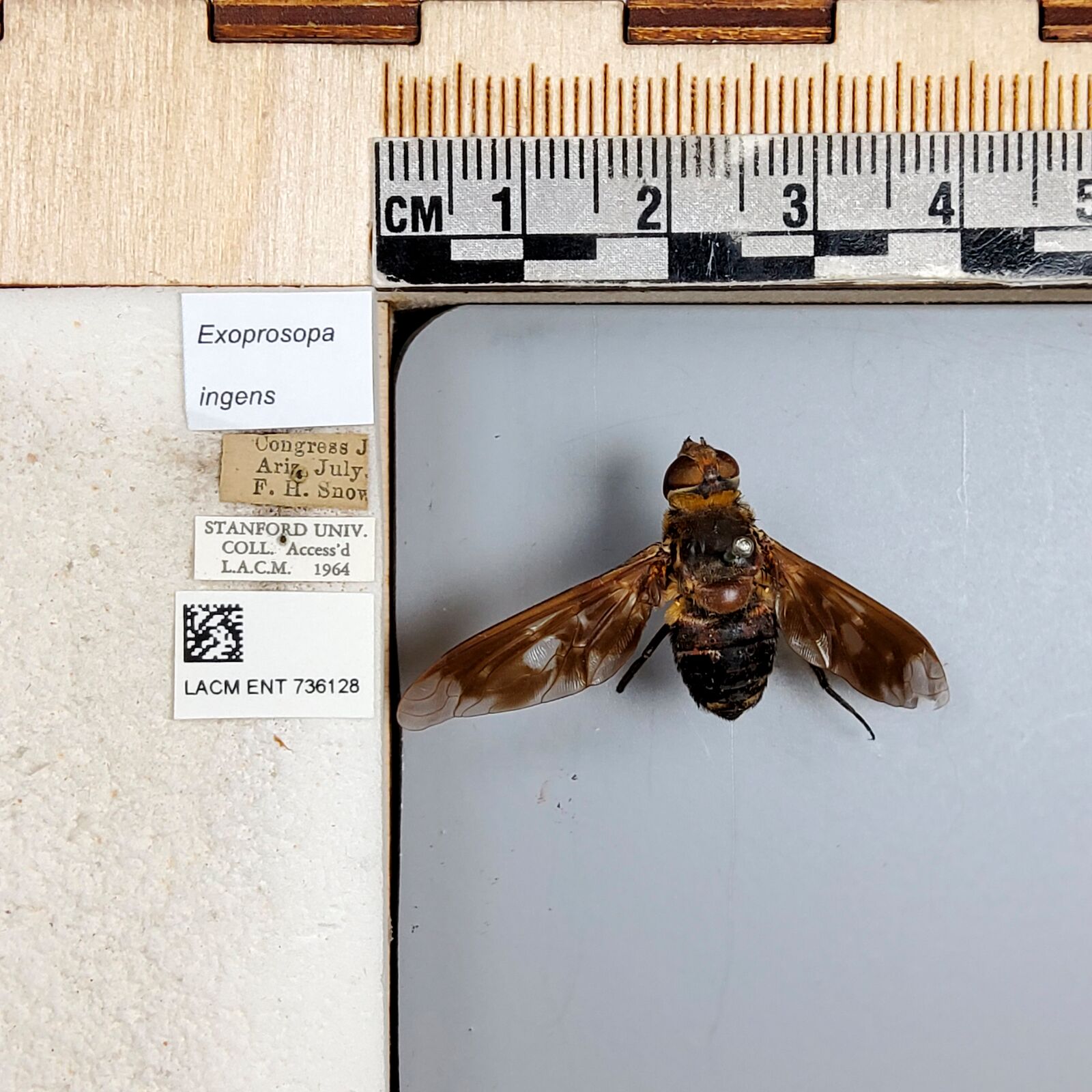Exoprosopa ingens