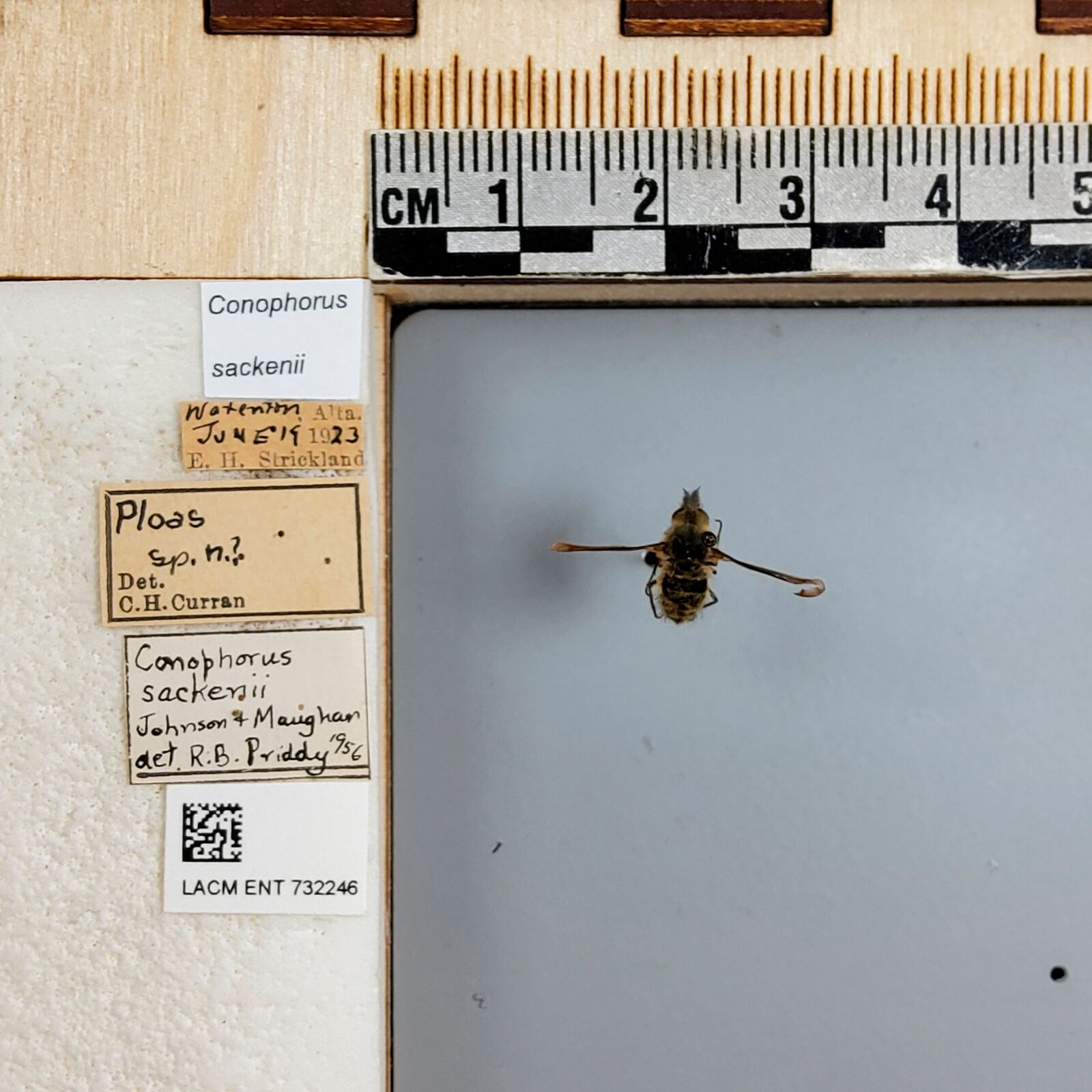 Conophorus sackenii thumbnail