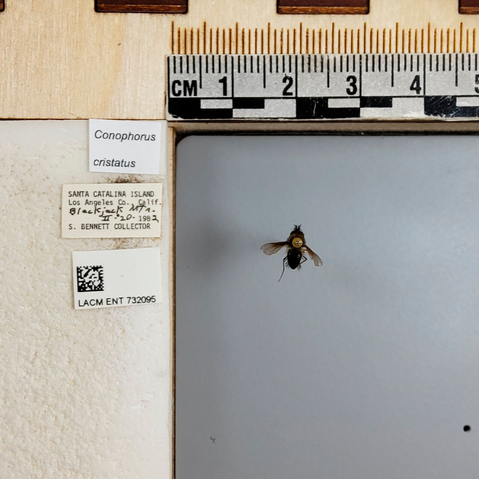 Conophorus cristatus thumbnail