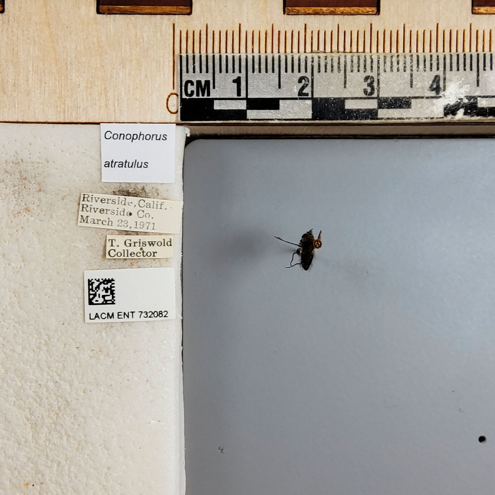 Conophorus atratulus