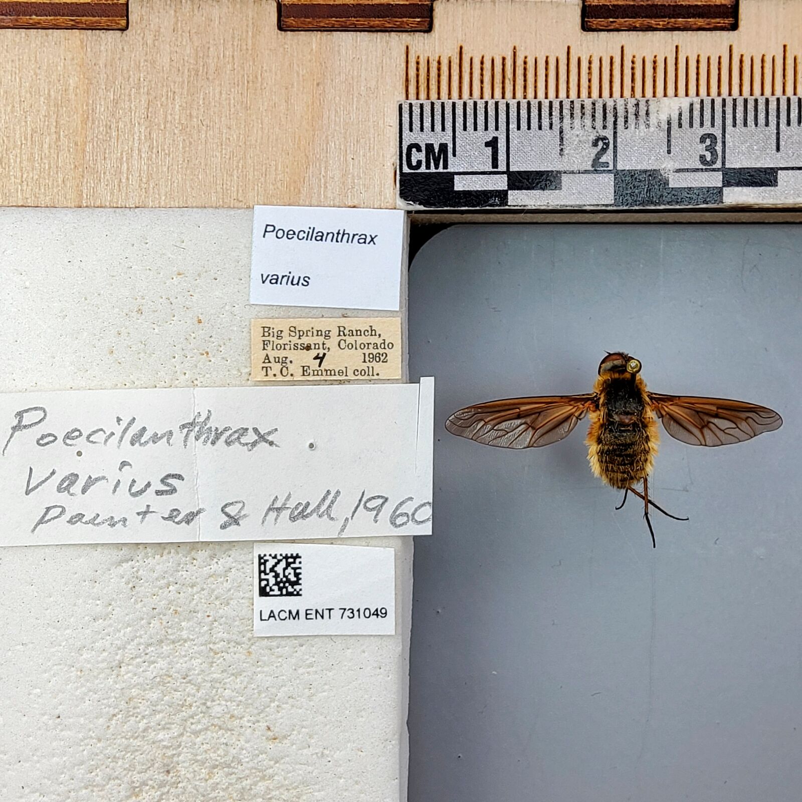 Poecilanthrax varius thumbnail