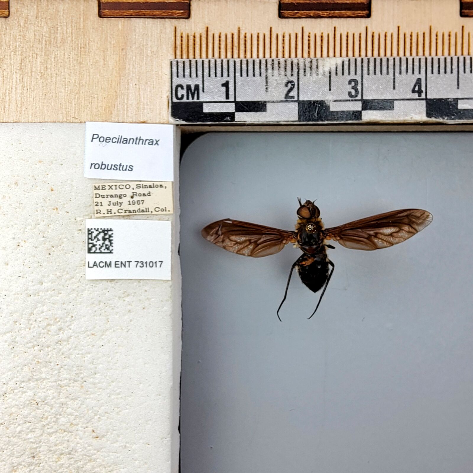 Poecilanthrax robustus