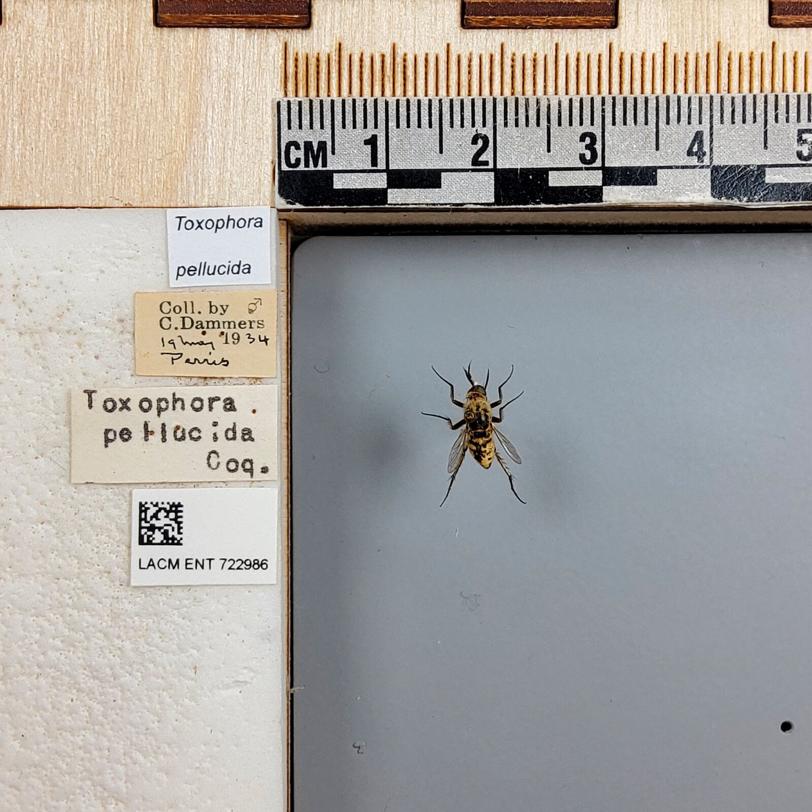Toxophora pellucida thumbnail