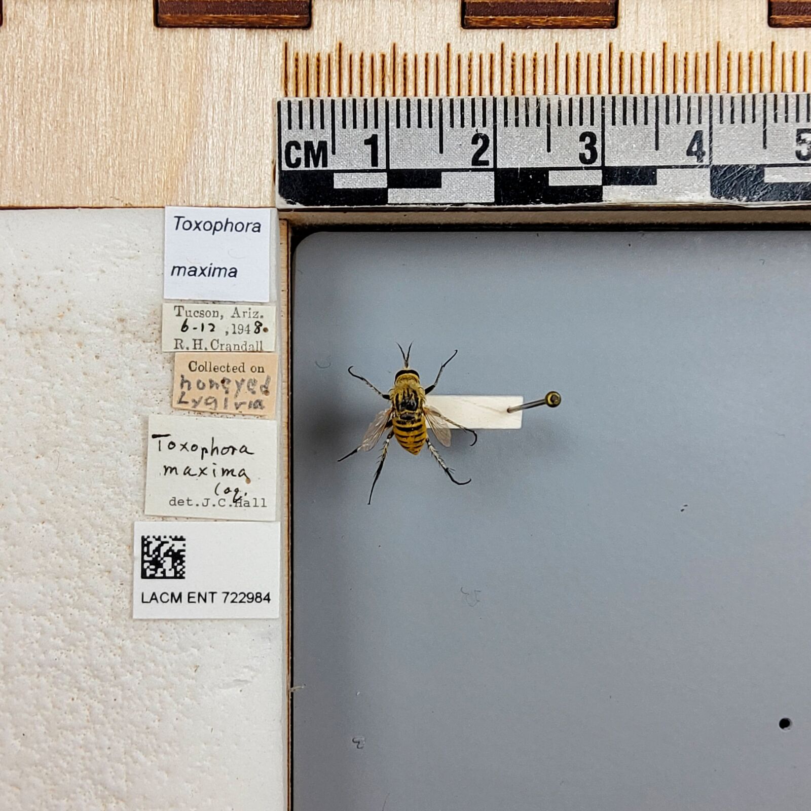 Toxophora maxima thumbnail