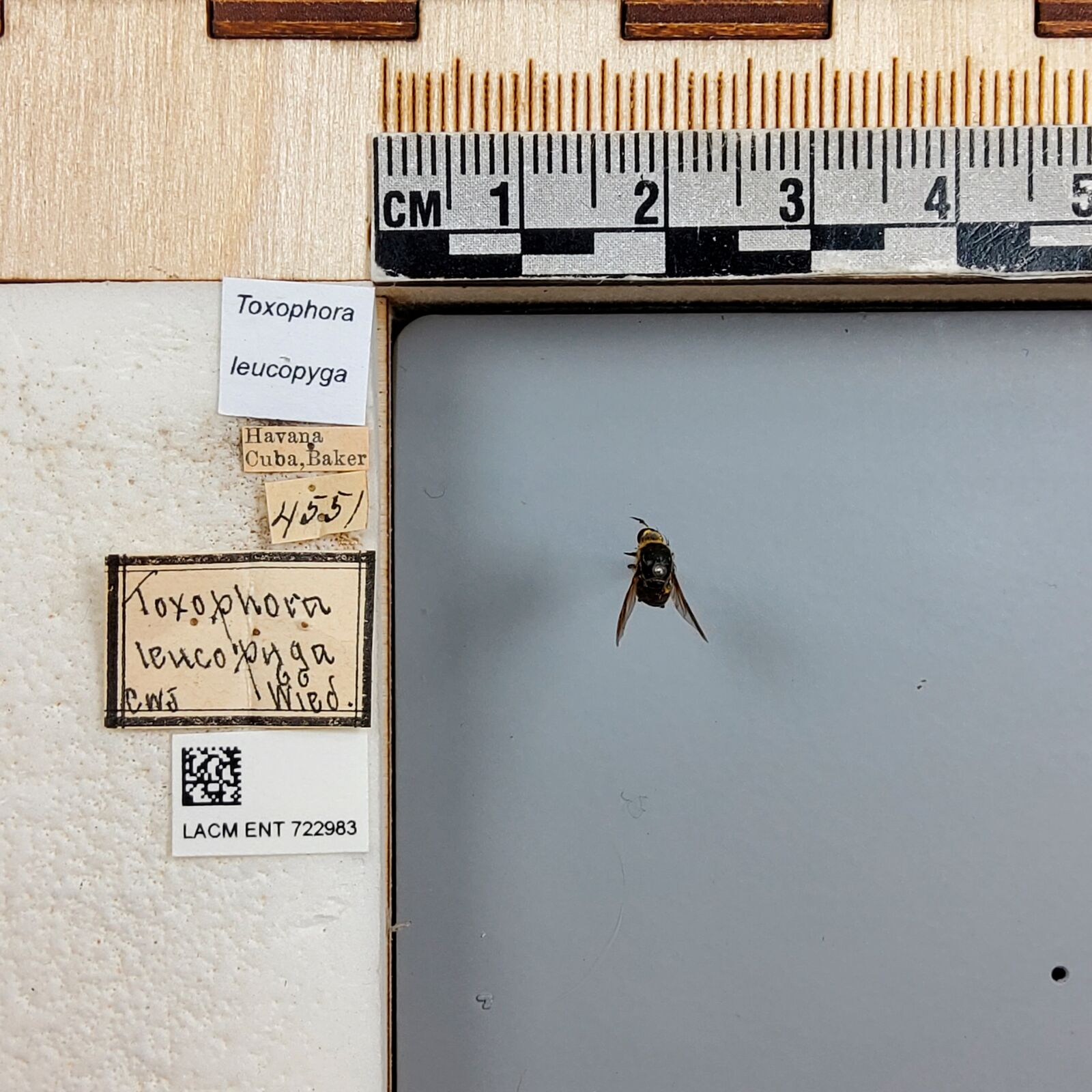 Toxophora leucopyga thumbnail
