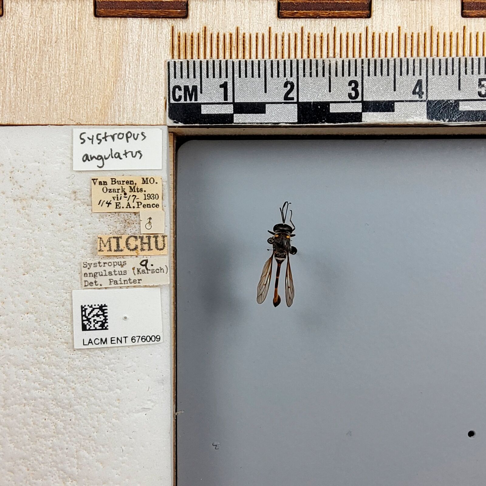 Systropus angulatus thumbnail