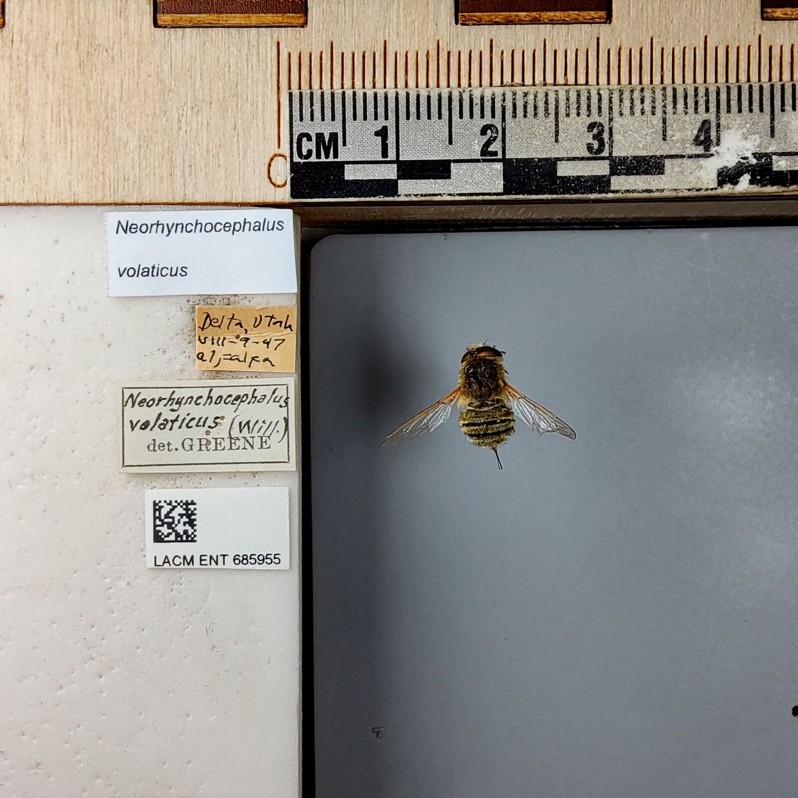Neorhynchocephalus volaticus thumbnail