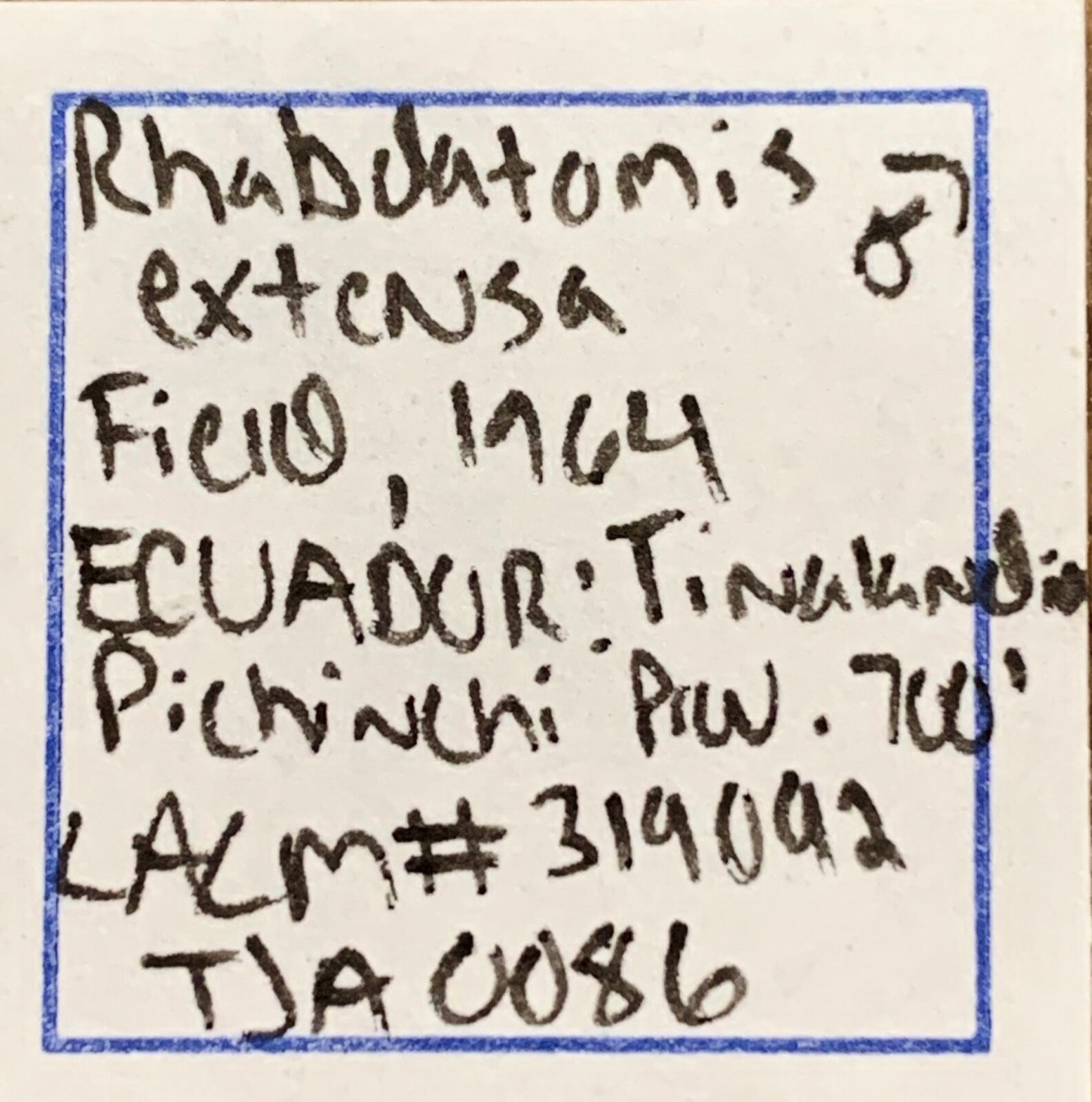 Rhabdatomis extensa