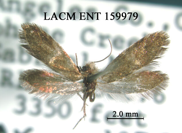 Neocrania bifasciata thumbnail