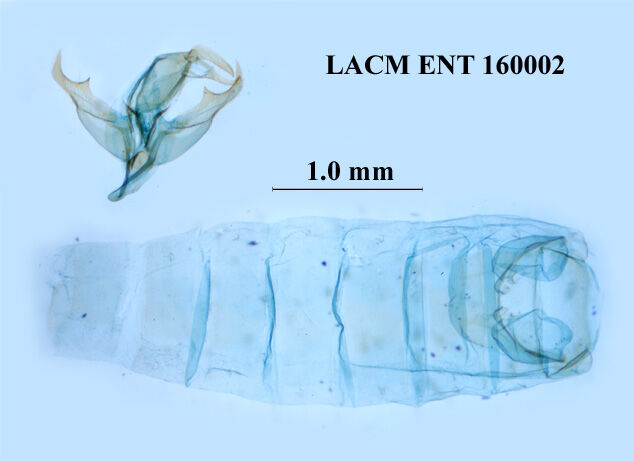 Euchromius aris
