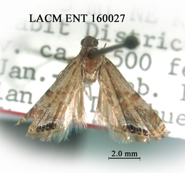 Euchromius erum