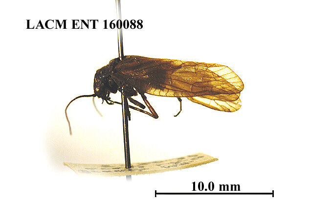 Sialis bilobata
