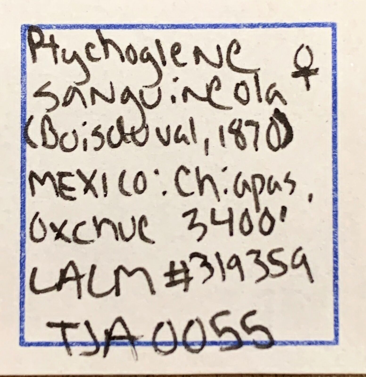 Ptychoglene sanguineola thumbnail