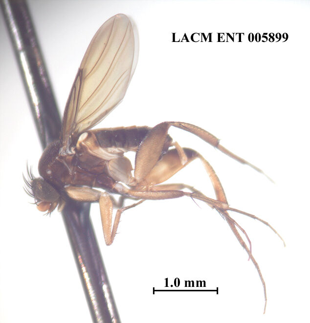 Dohrniphora conlanorum