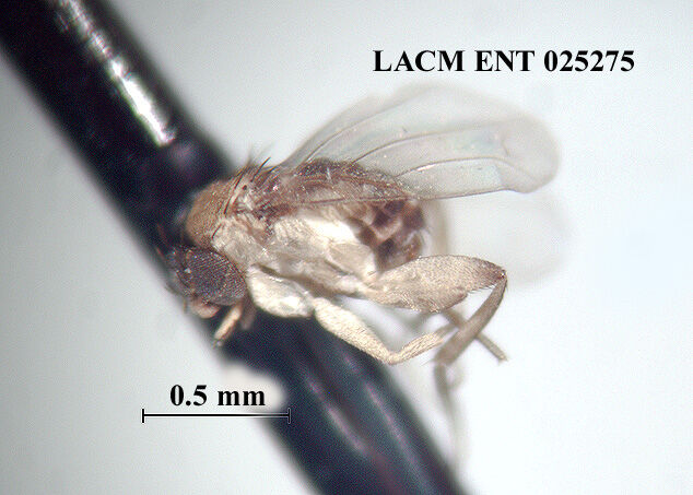 Apocephalus torulus