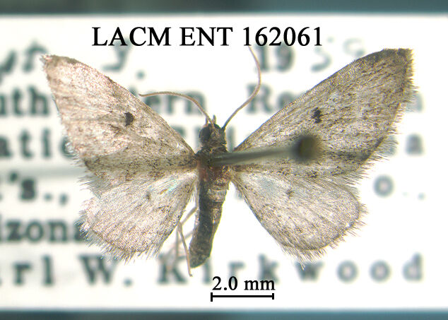 Eupithecia cazieri