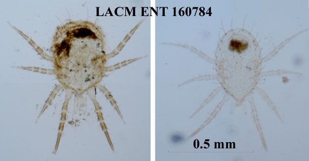 LACM ENT 160784