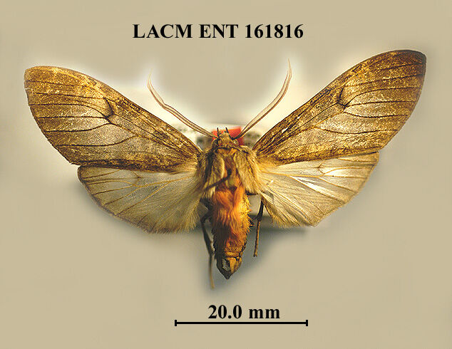 Amastus obscurus