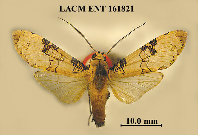 Halysidota pectenella