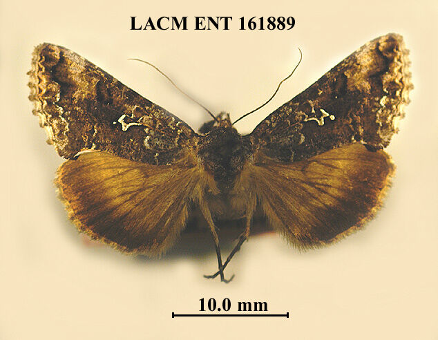 Syngrapha cryptica