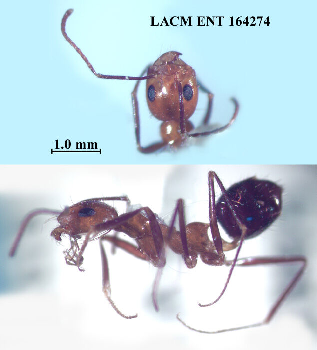 Dorymyrmex agallardoi thumbnail
