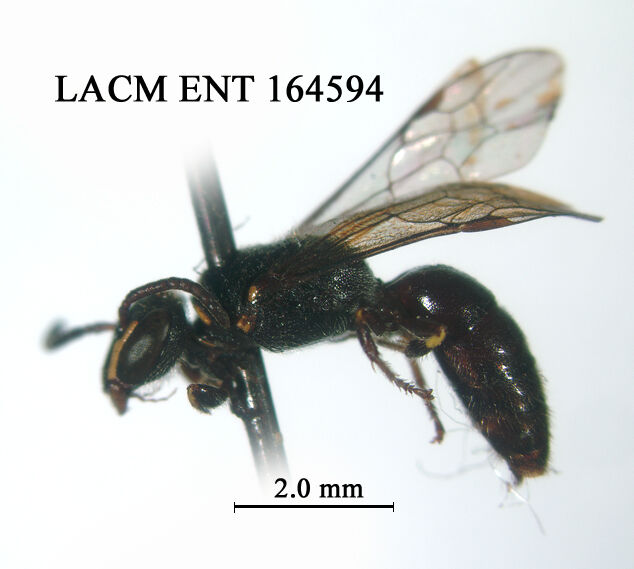 Hylaeus thyreus