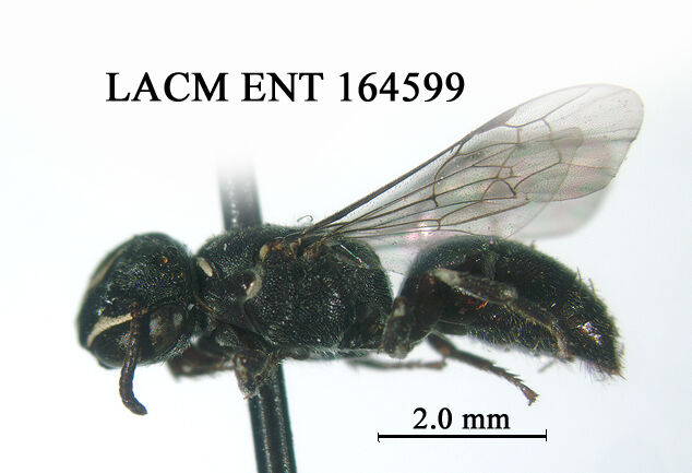 Hylaeus sedens thumbnail