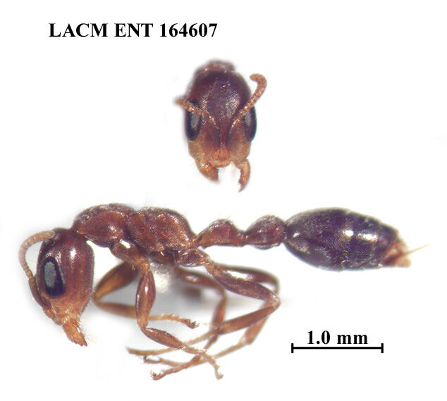Pseudomyrmex particeps
