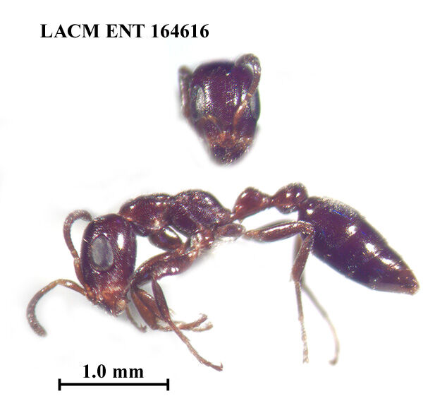 Pseudomyrmex hesperius