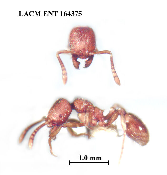 Stenamma dyscheres