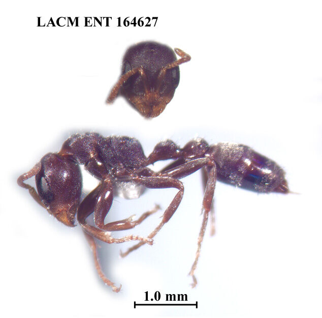 Pseudomyrmex mixtecus