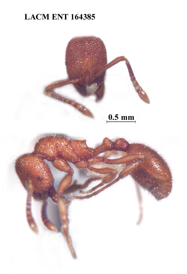 Stenamma exasperatum